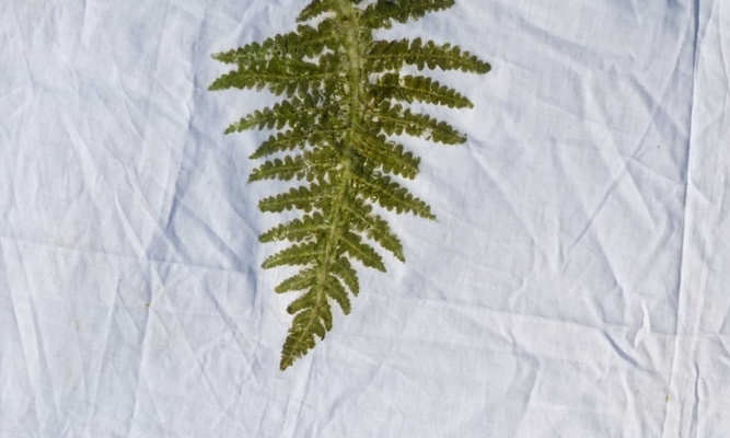 HISTÓRIAS DA NATUREZA
